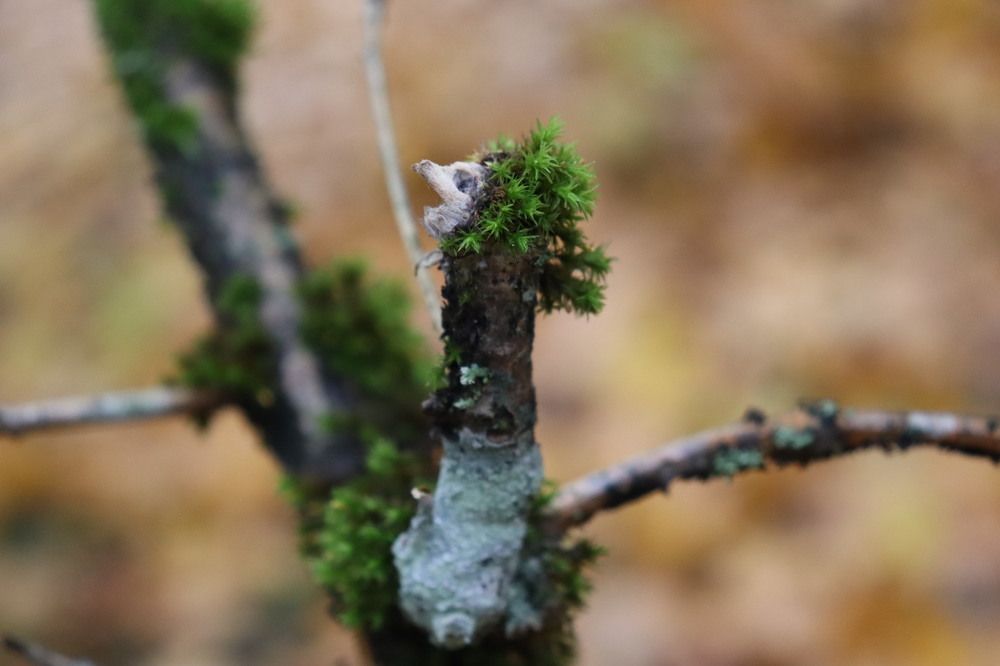 Photograph by Lina Tomkevičienė