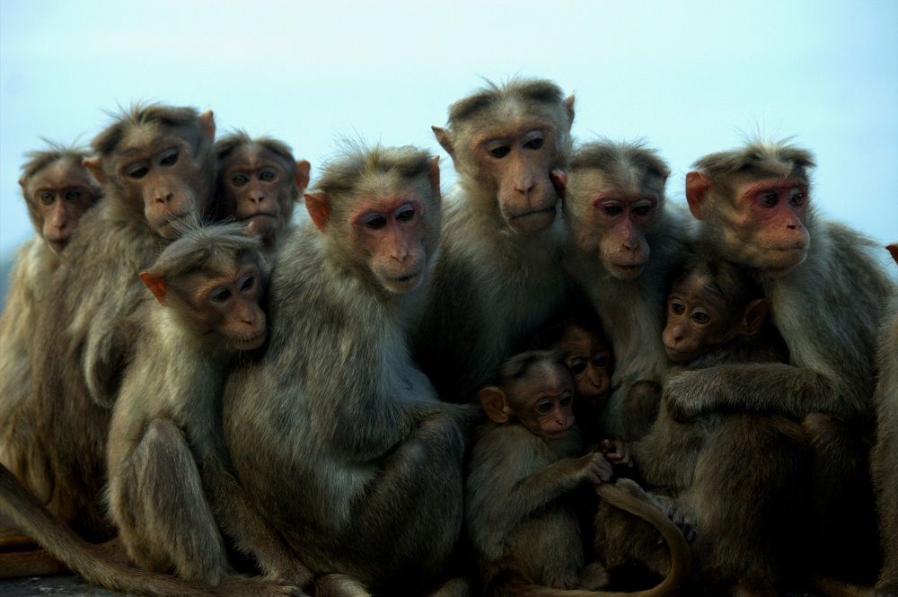 Bonnet Macaque Family.