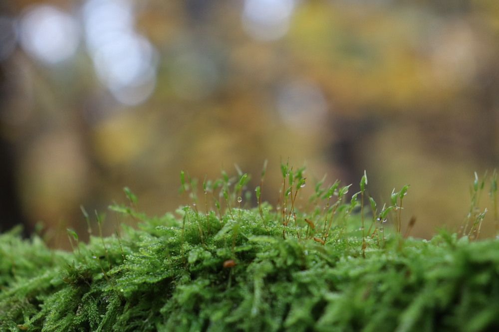 Photograph by Lina Tomkevičienė