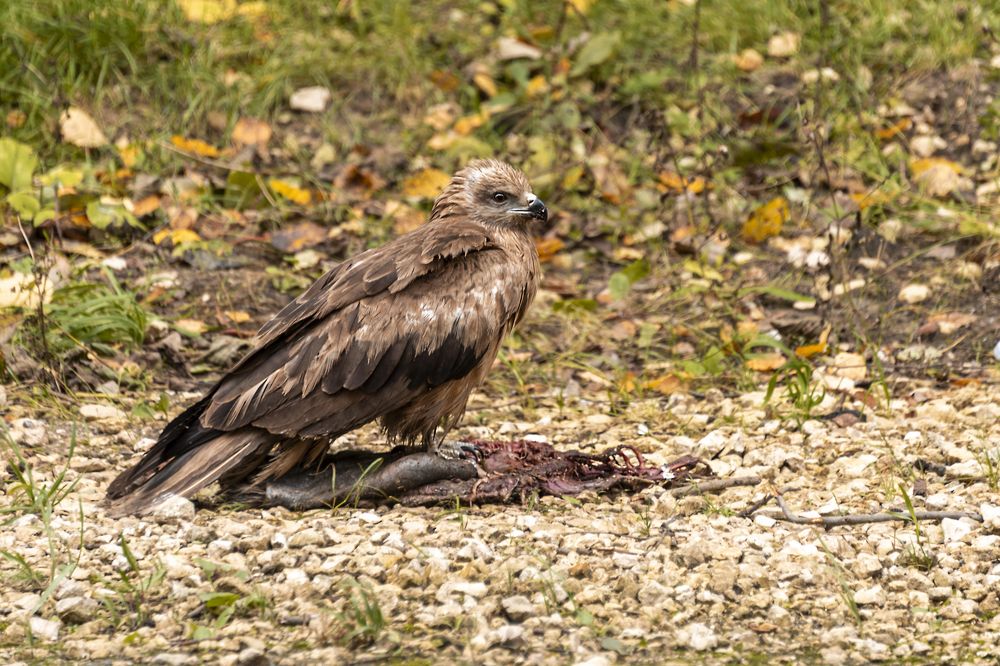 Победитель.