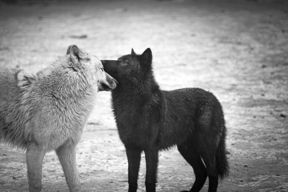 Дикая нежность