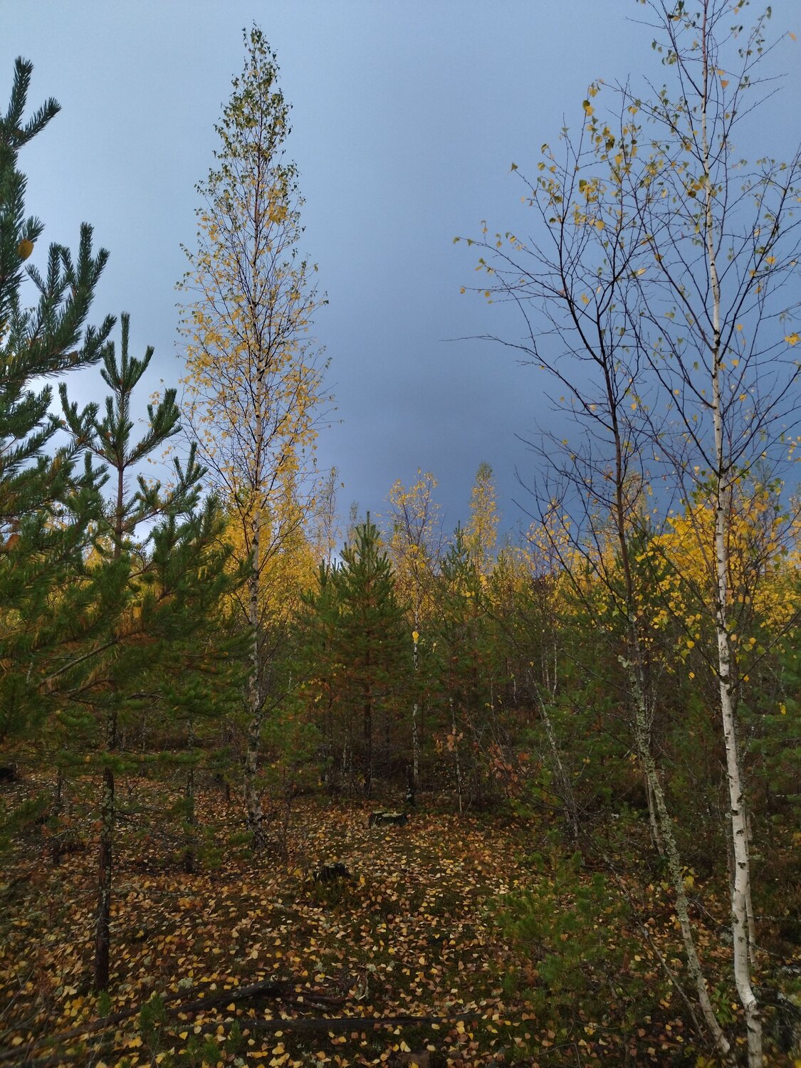 Photo #8446937