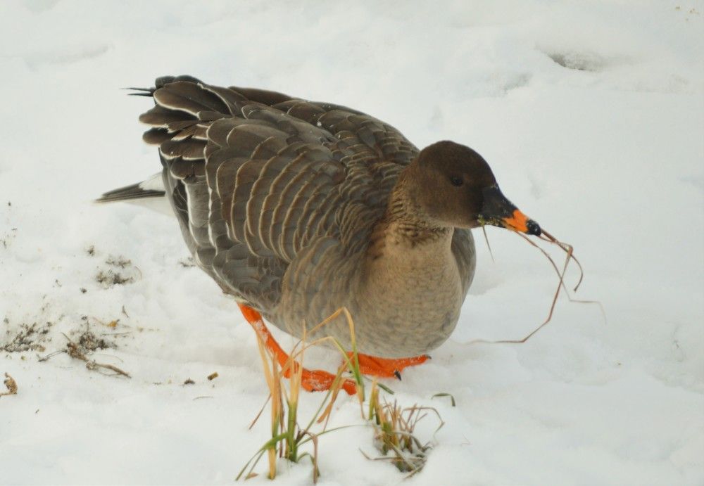 Photograph by Владимир Джерихов