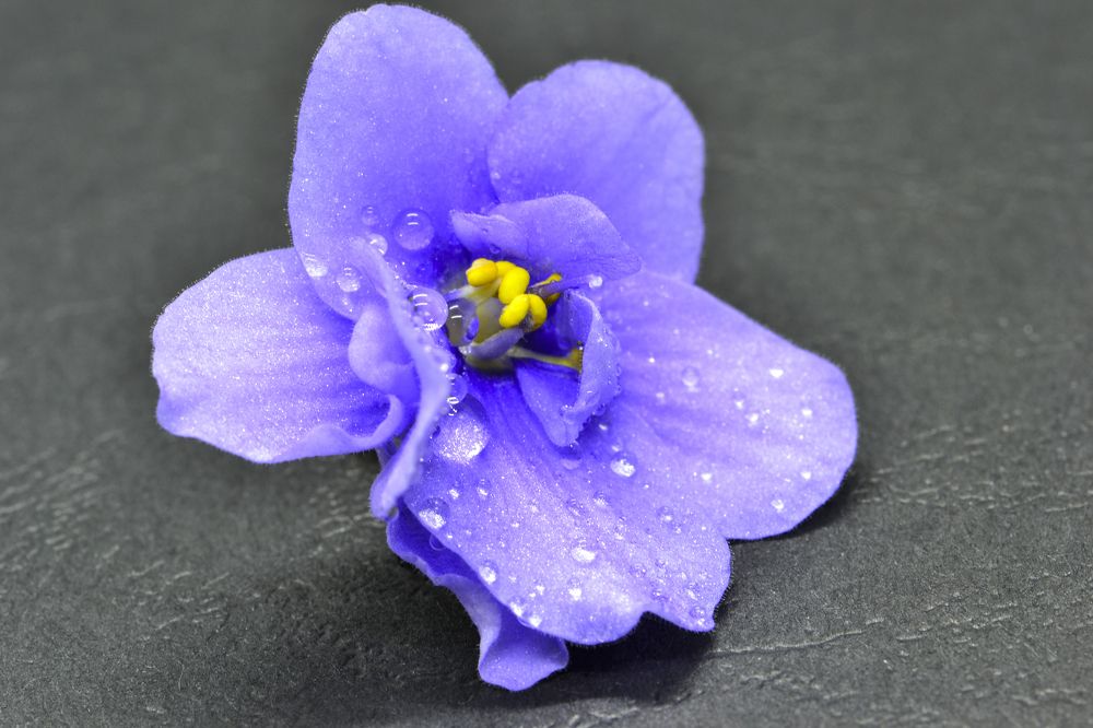 Photograph by Елена Иванова