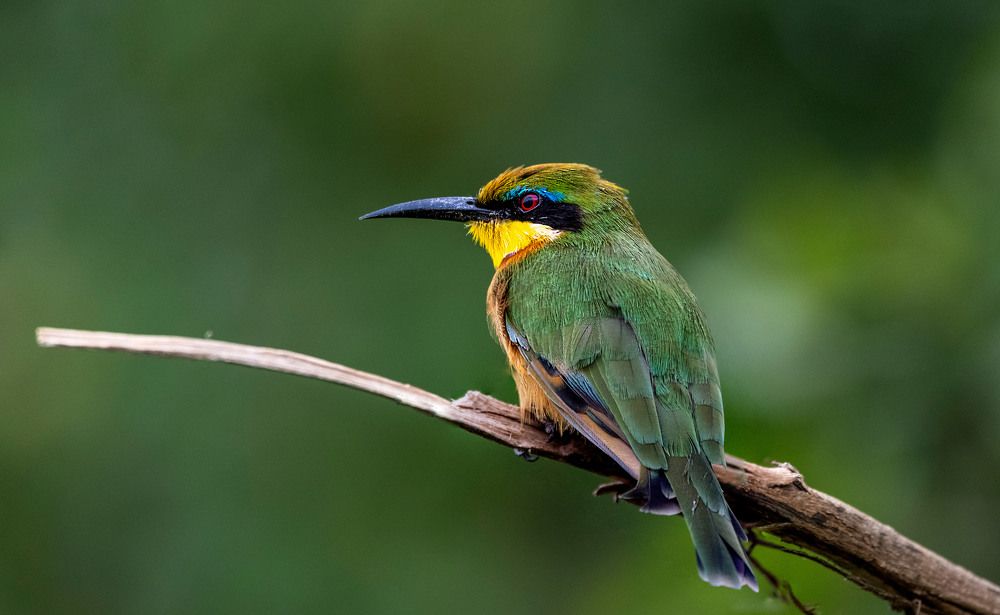 Cinnamon chested Bee eater