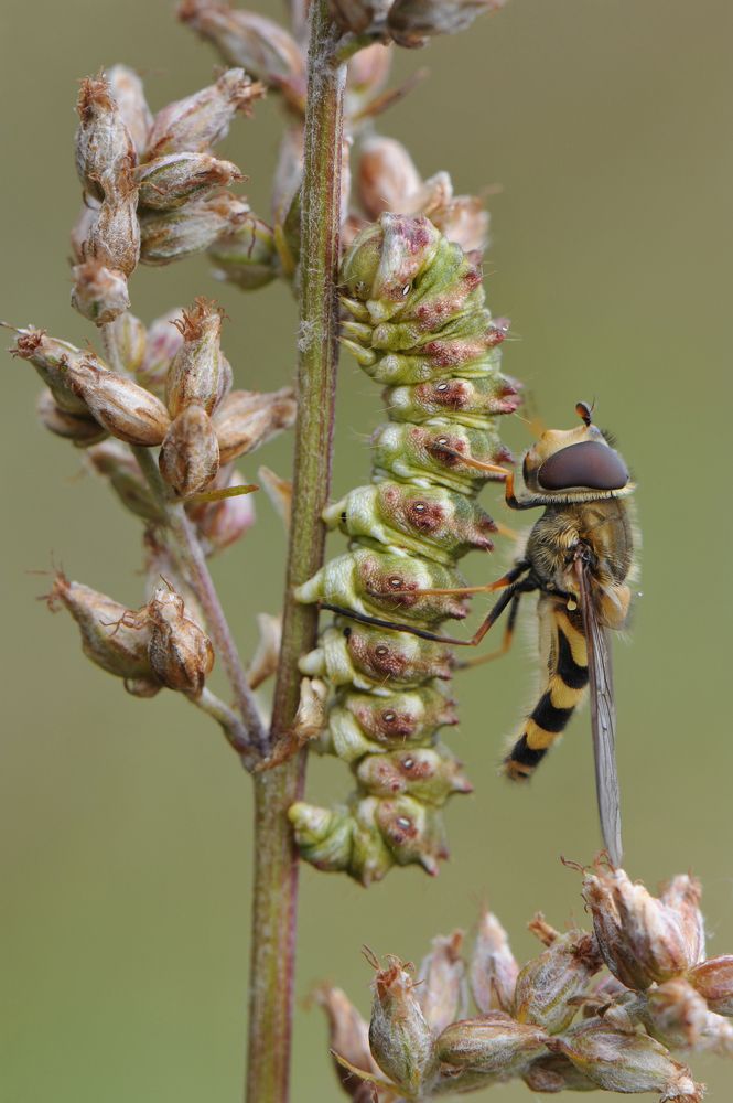 На Мухарецкую  состав отправится.