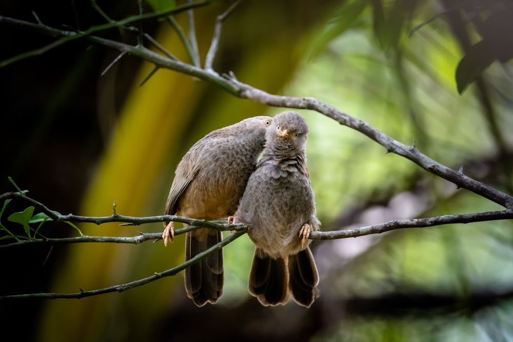 Pss... Wanna hear a secret?