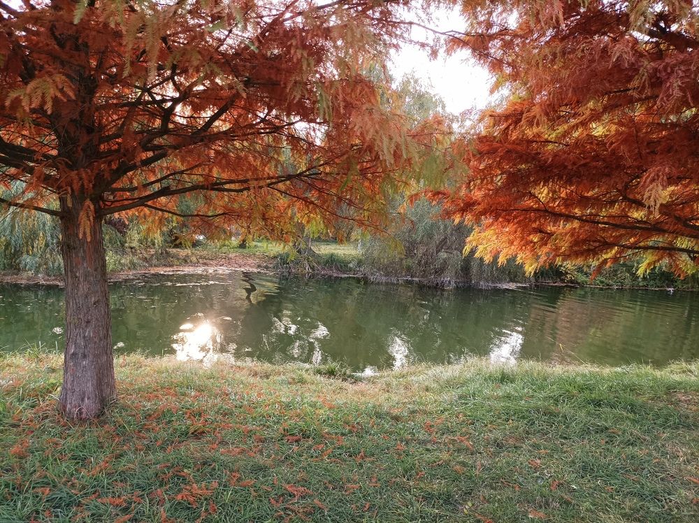 Photo #8447753
