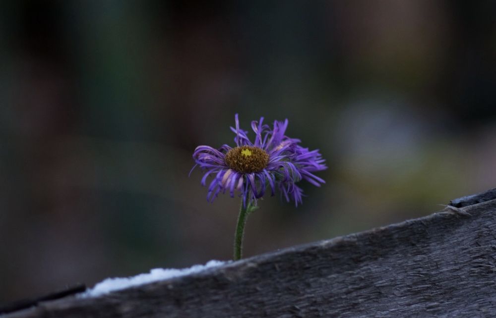 Photograph by Taras Shevchenko
