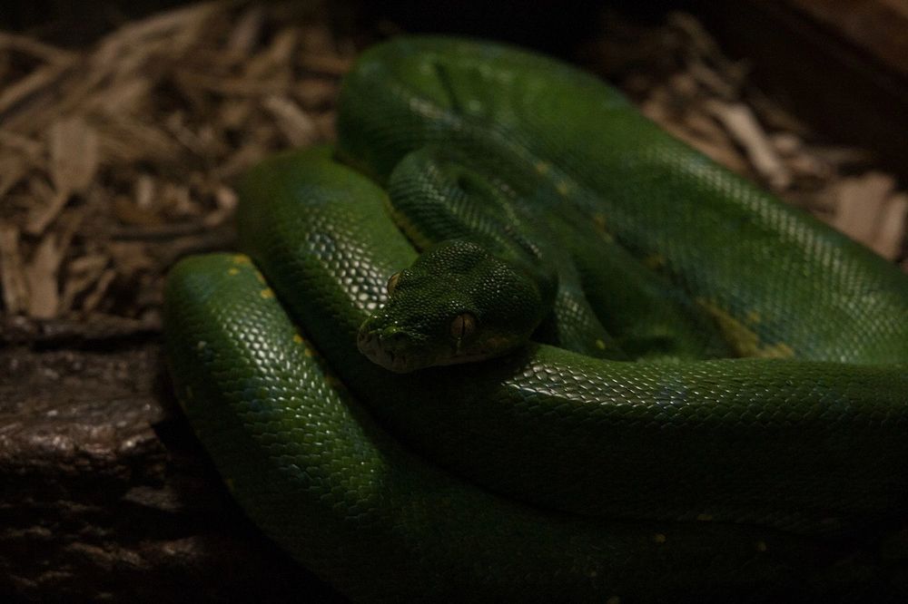 Фотография автора Мария Веселова