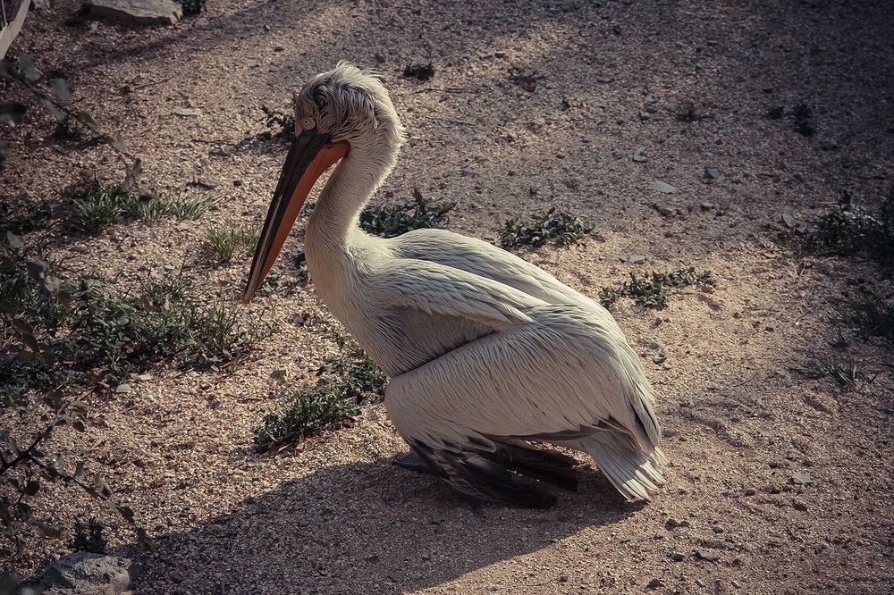 Фотография автора Мария Веселова