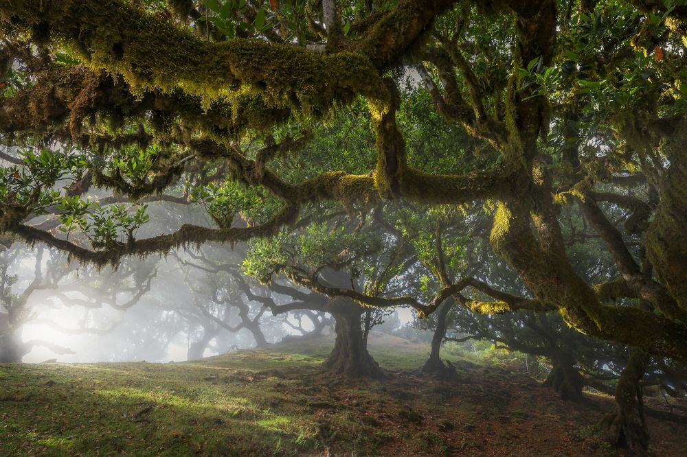 In the deep of misty forest