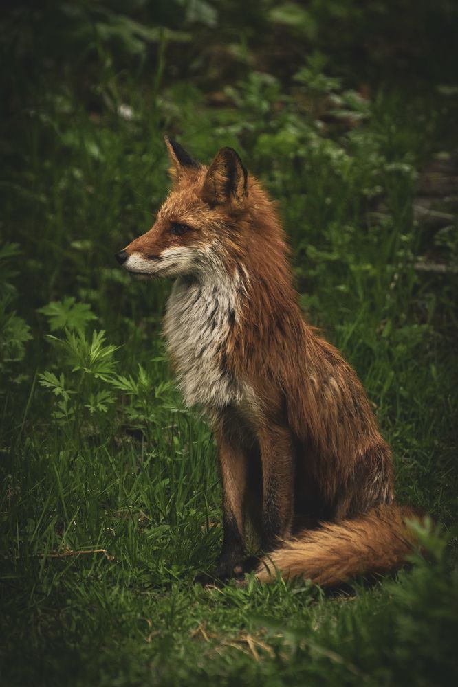 Портрет лиса после дождя