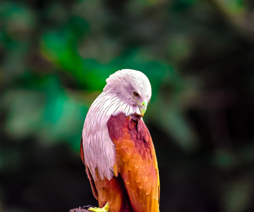 BRAHMINY KITE
