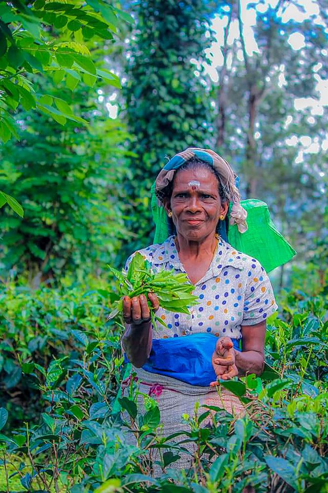 Pick the tea for drink