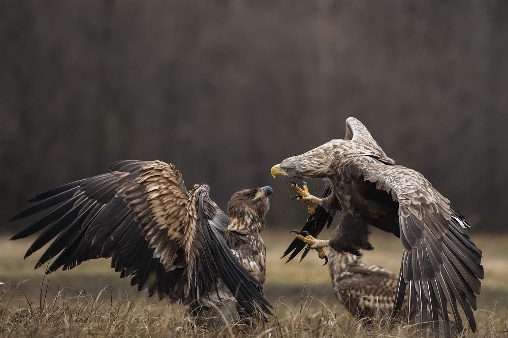 Photograph by Ernestas Balcikonis