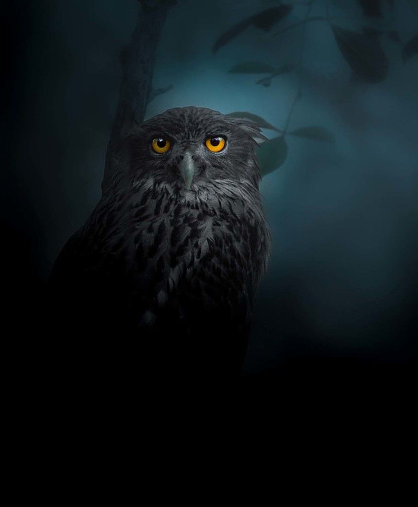 Photograph by Rajeeb Bharali