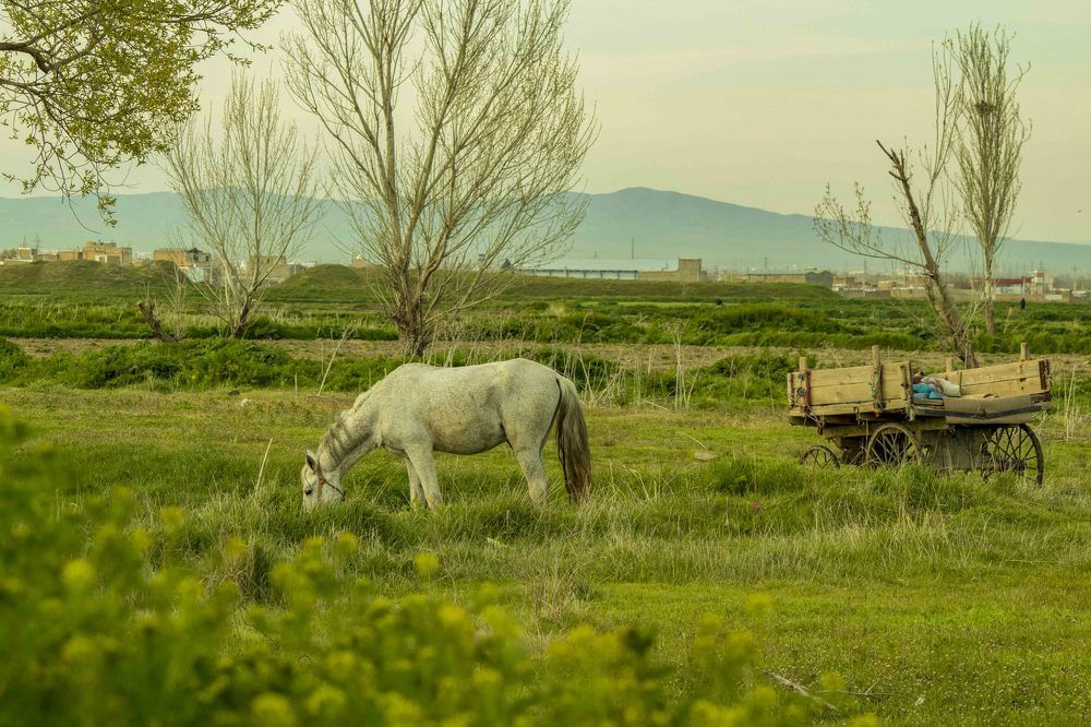 Photograph by Seyed Homayoun Hosseini