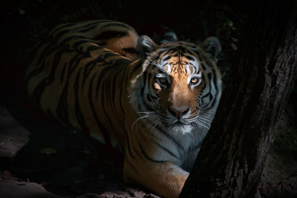 Photograph by Елена Ласун