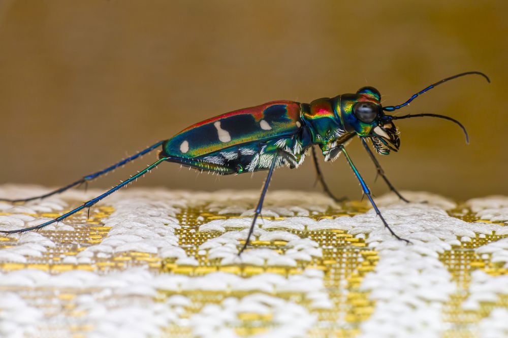 Фотография автора NeCoTi ChonTin