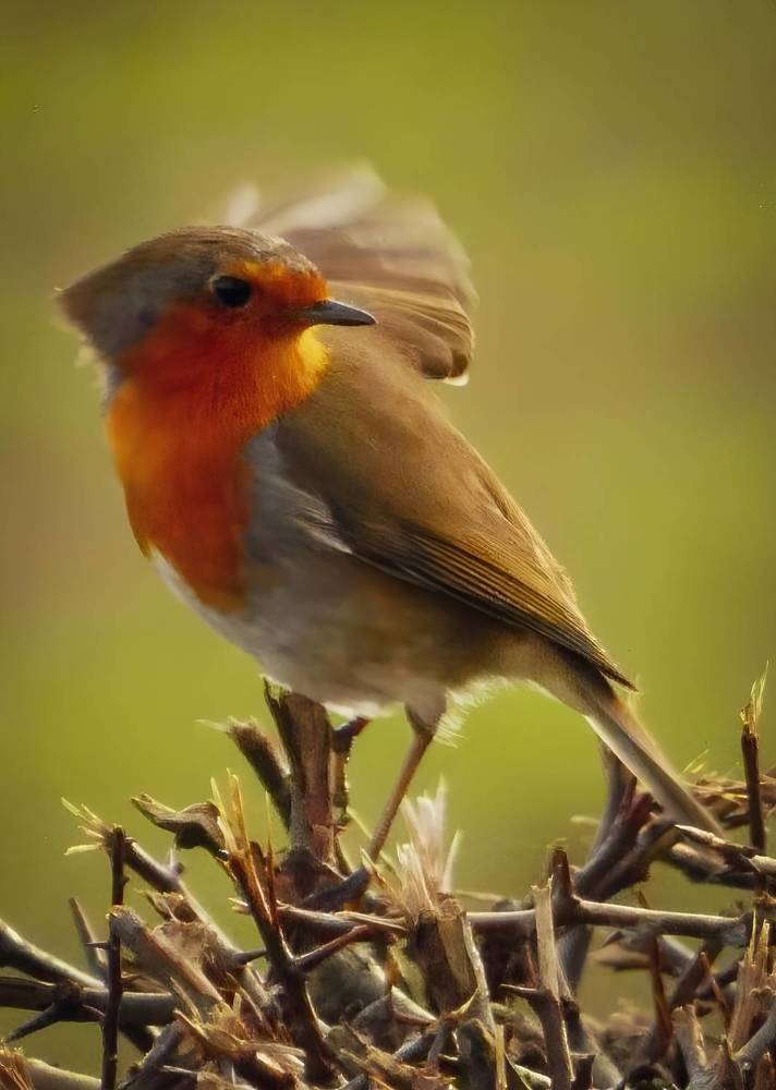 Robin