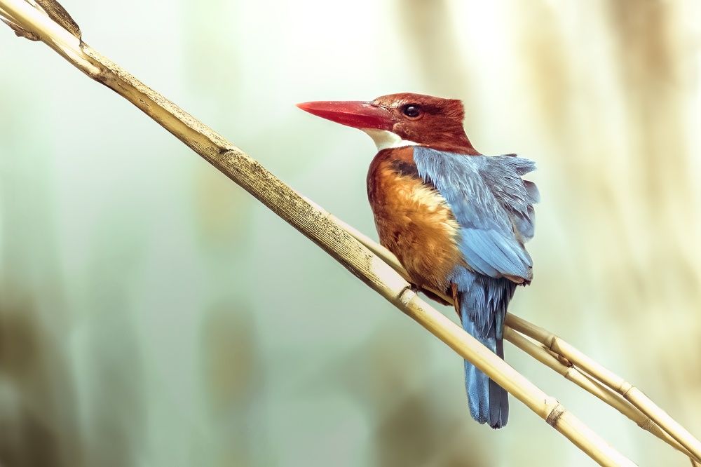 Photograph by Ahmed Fareed