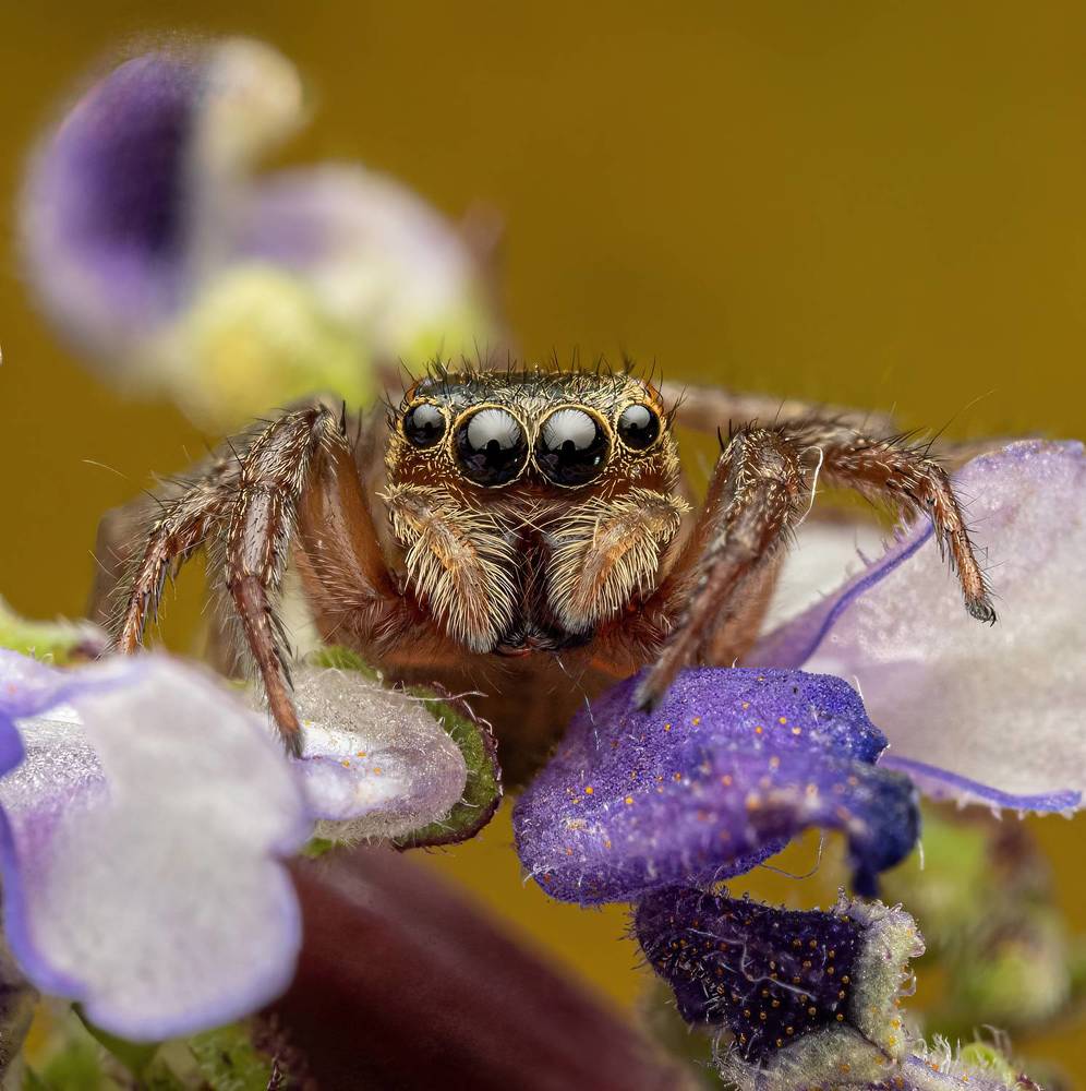 Adanson's house jumper