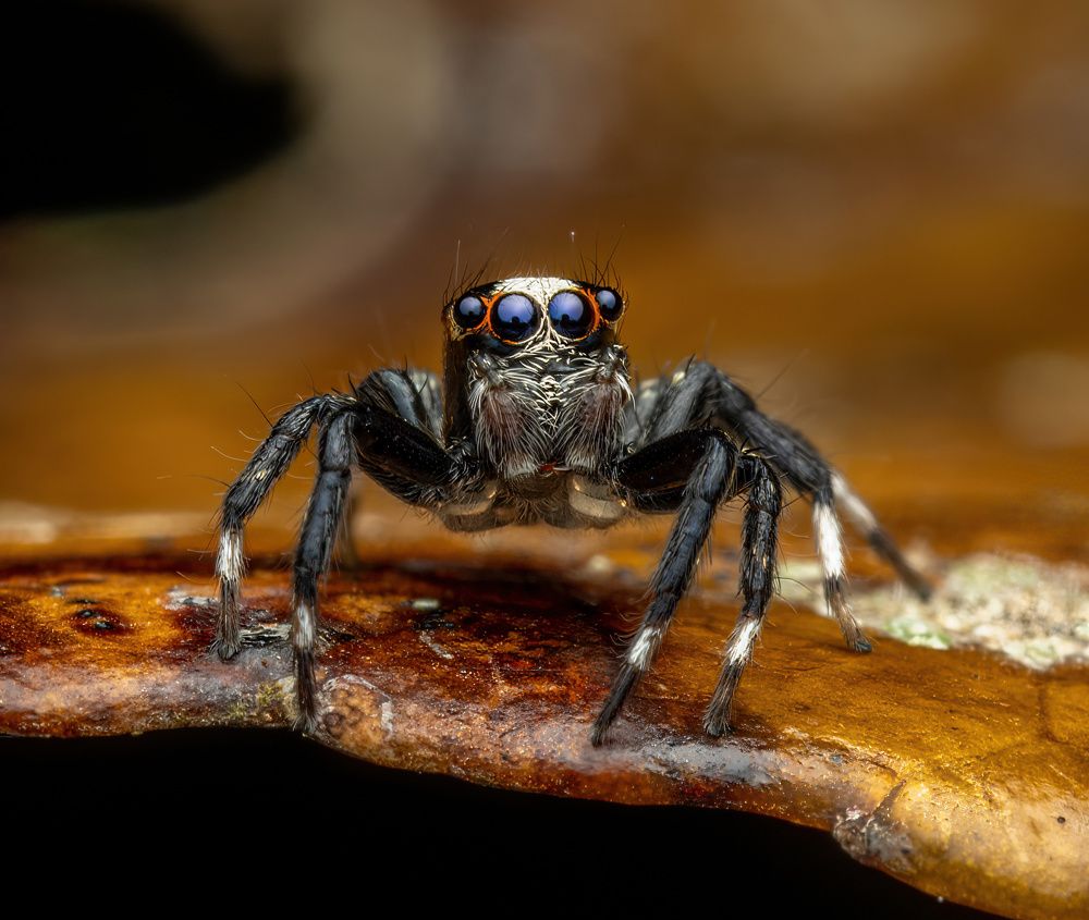 Jumping Spider