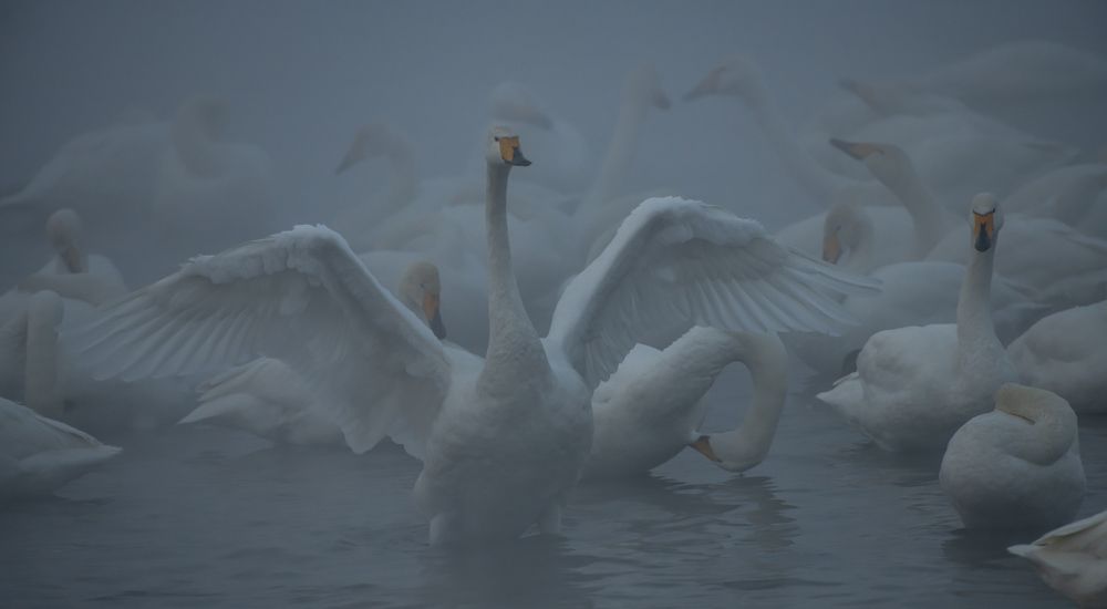 Photograph by Сергей Шерстнев