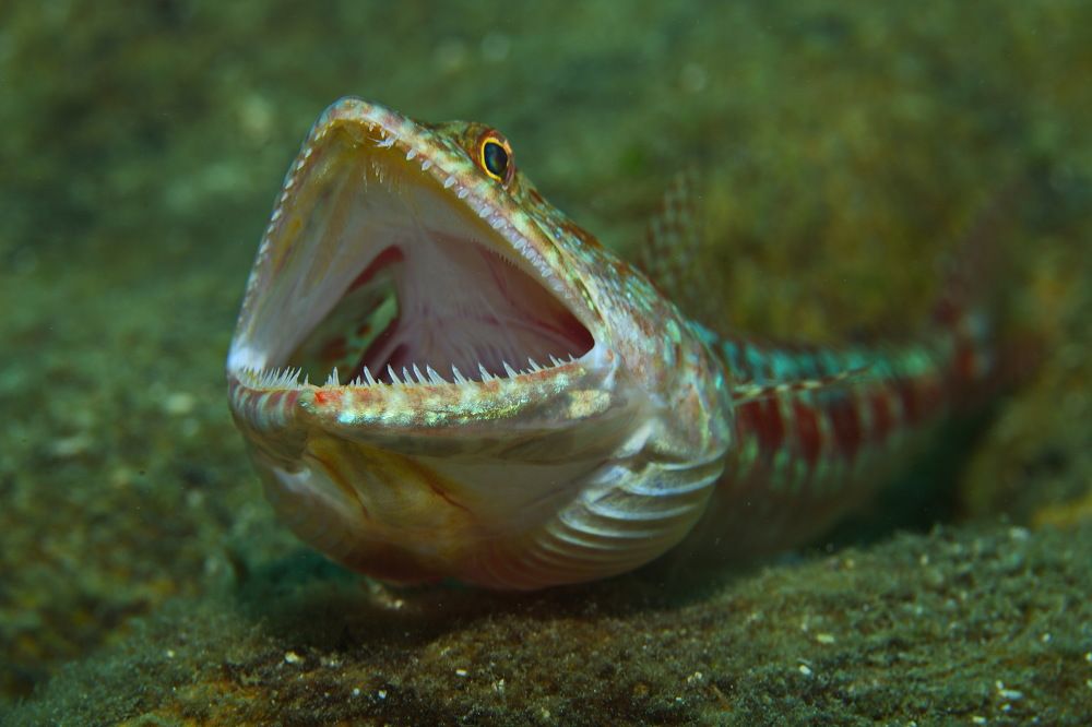 Фотография автора Владимир Чубенко