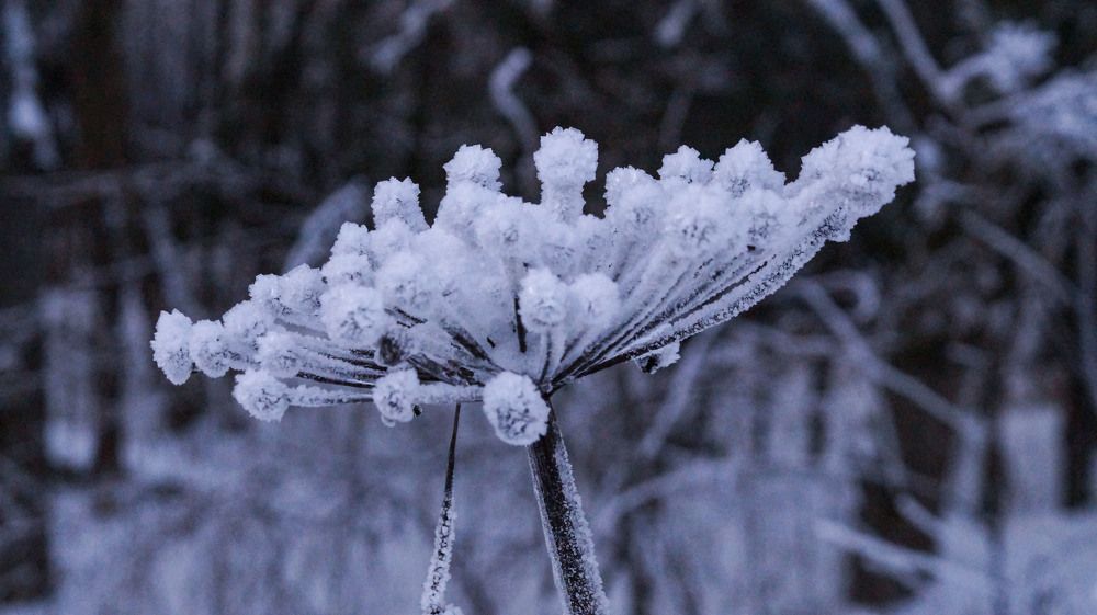 Photograph by Надежда Кнак