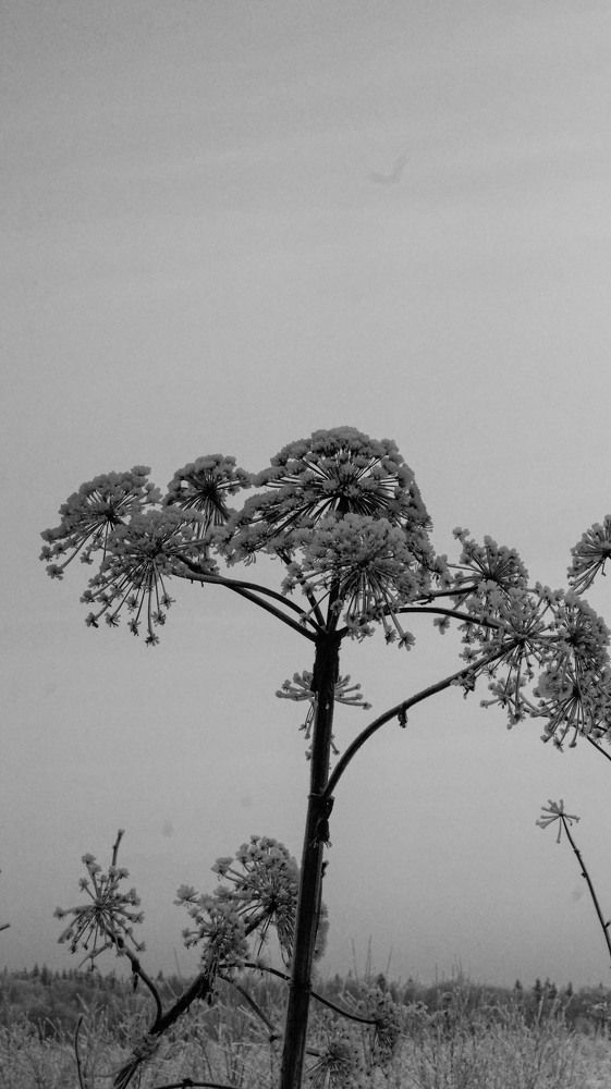 Photograph by Надежда Кнак