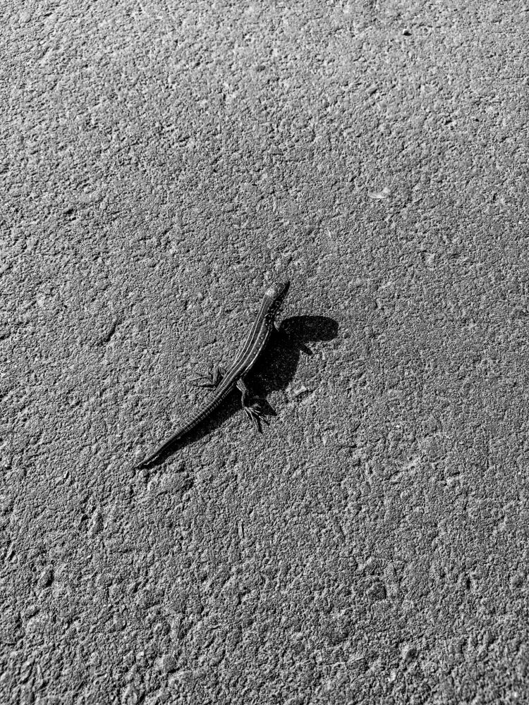 Фотография автора Мила Раткина