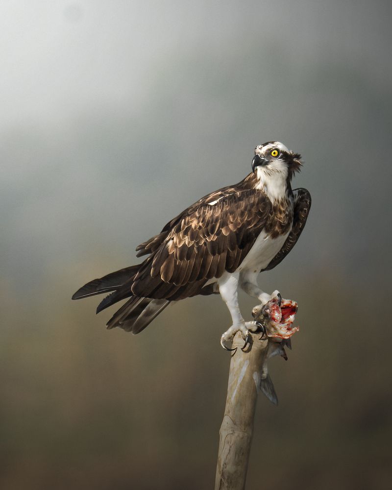 The Osprey