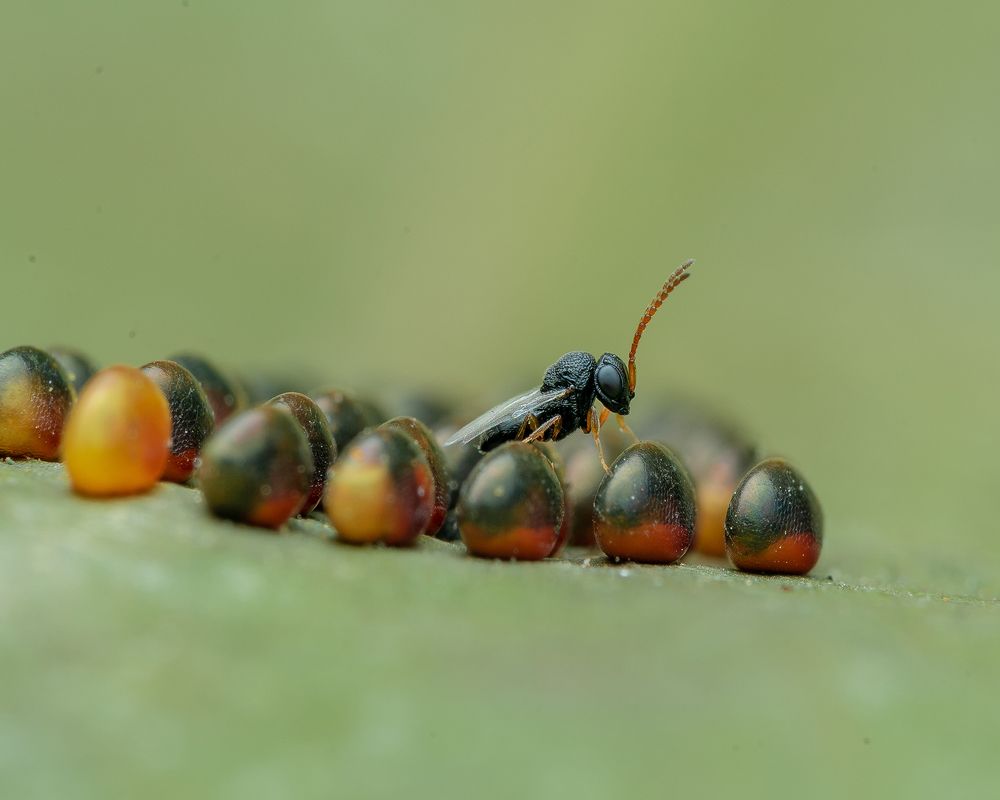 Photograph by Manjunath S