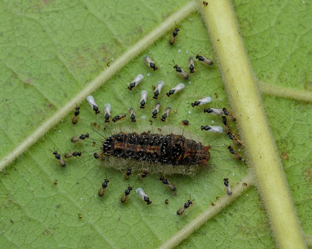 Photograph by Manjunath S