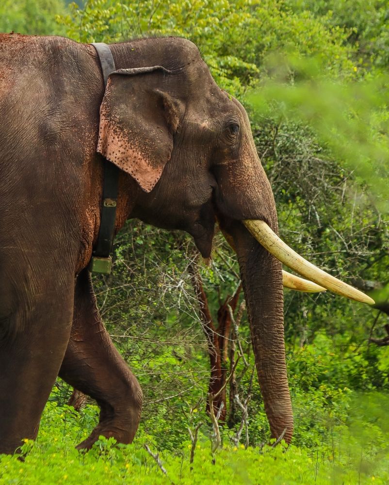 Photograph by Gokula prasath