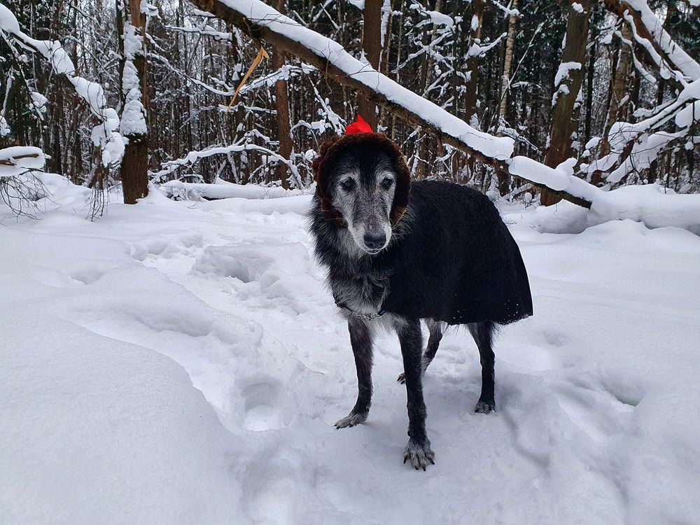 Фотография автора Надежда Лисицына
