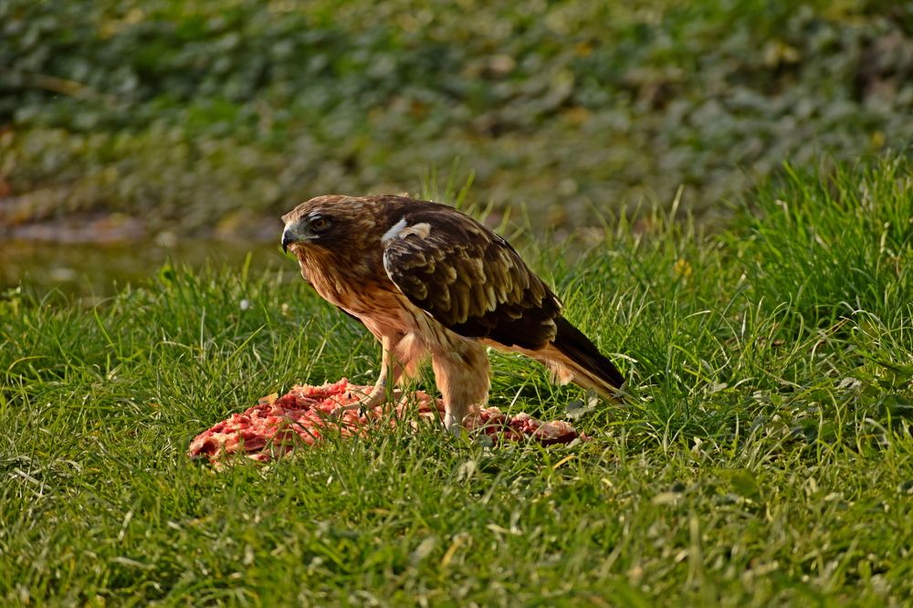 Фотография автора Денис Краснощеков