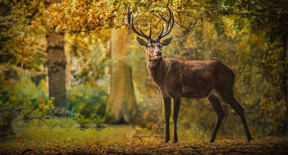 Фотография автора Leompescu Emanuel