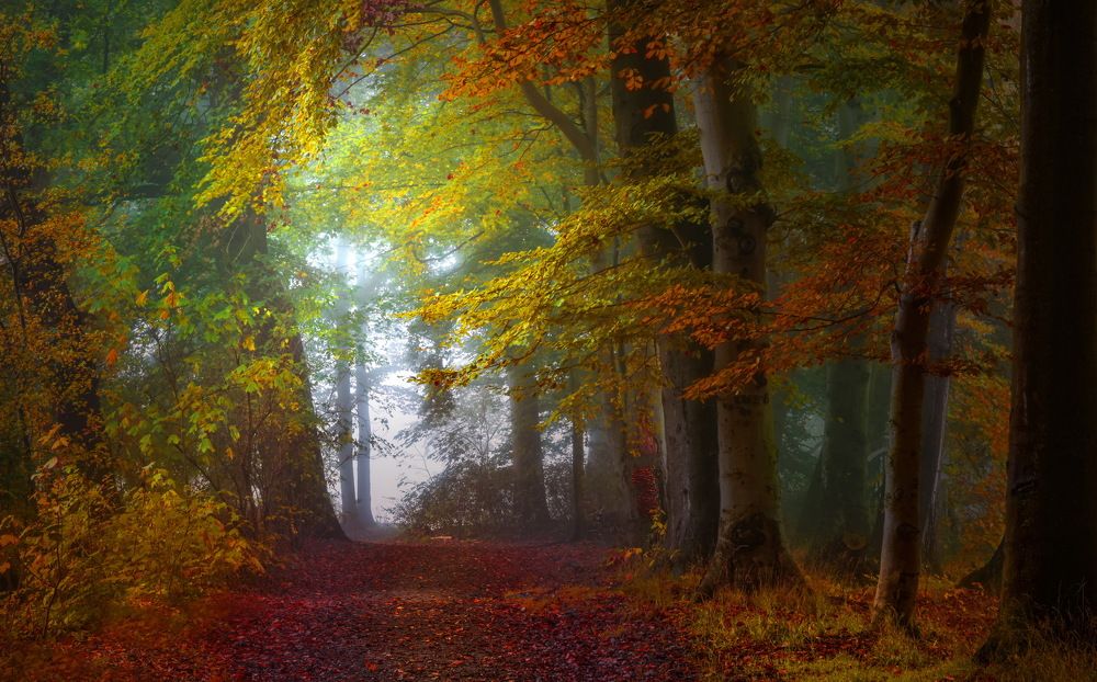 Фотография автора Leompescu Emanuel