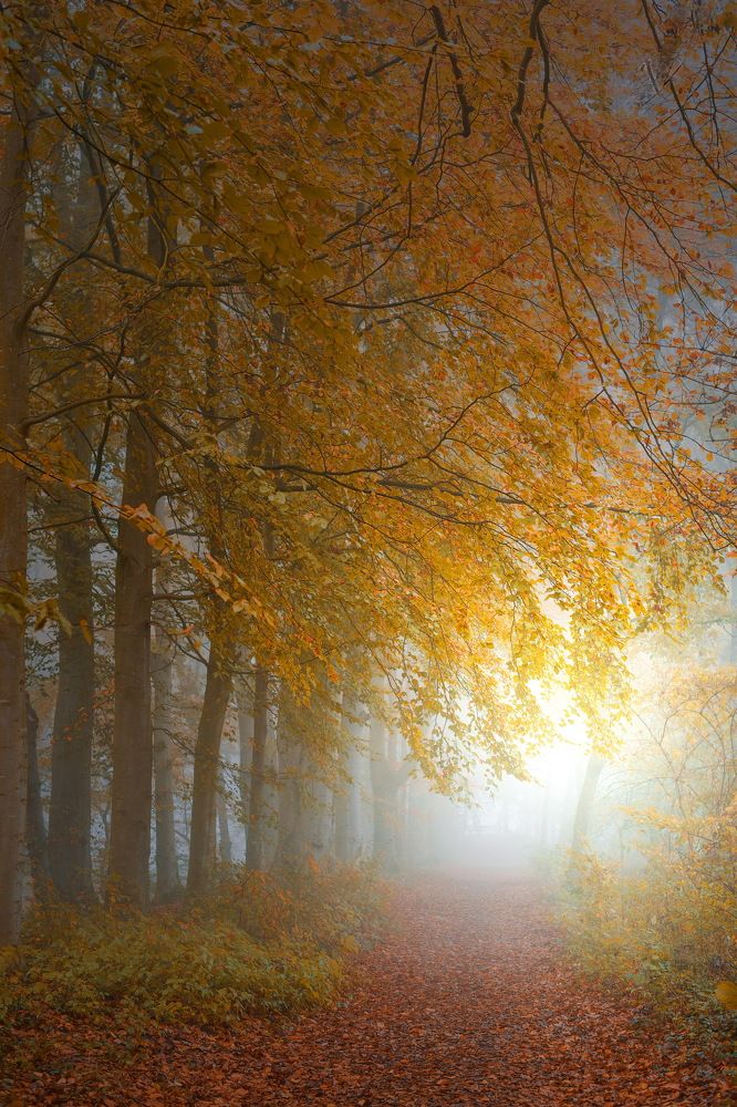 Фотография автора Leompescu Emanuel