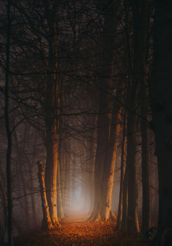 Фотография автора Leompescu Emanuel