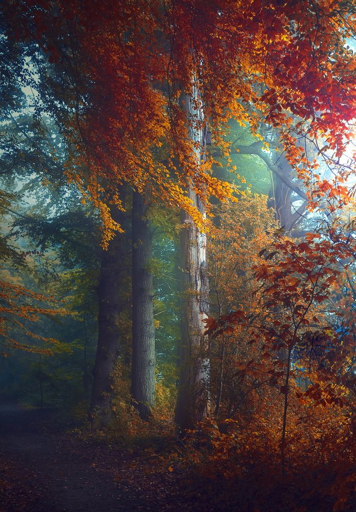 Photograph by Leompescu Emanuel