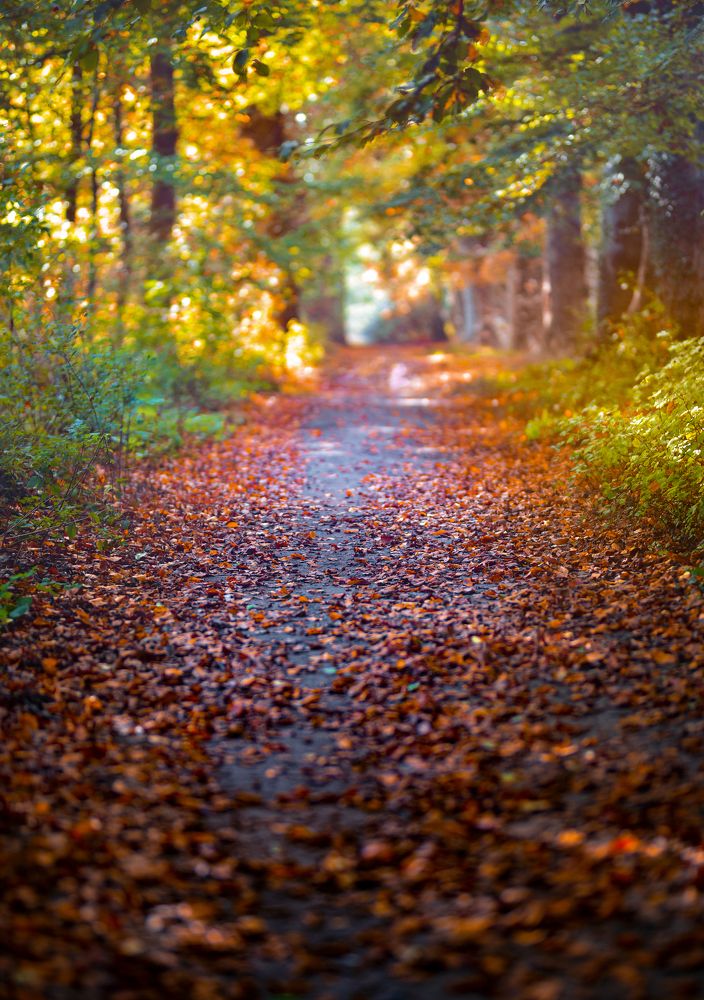 Фотография автора Leompescu Emanuel