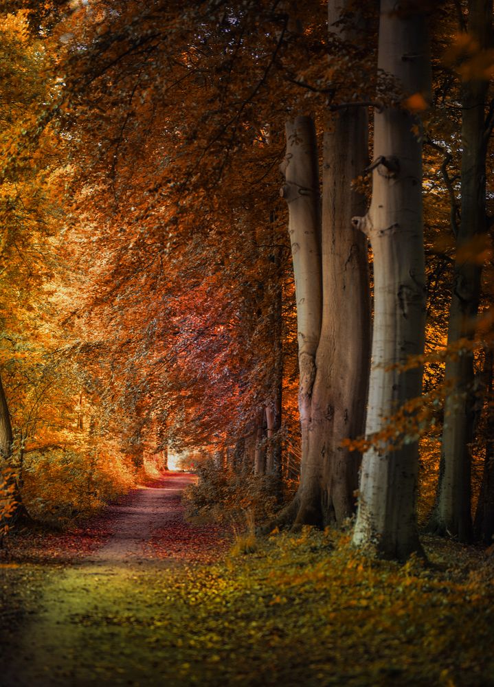 Фотография автора Leompescu Emanuel