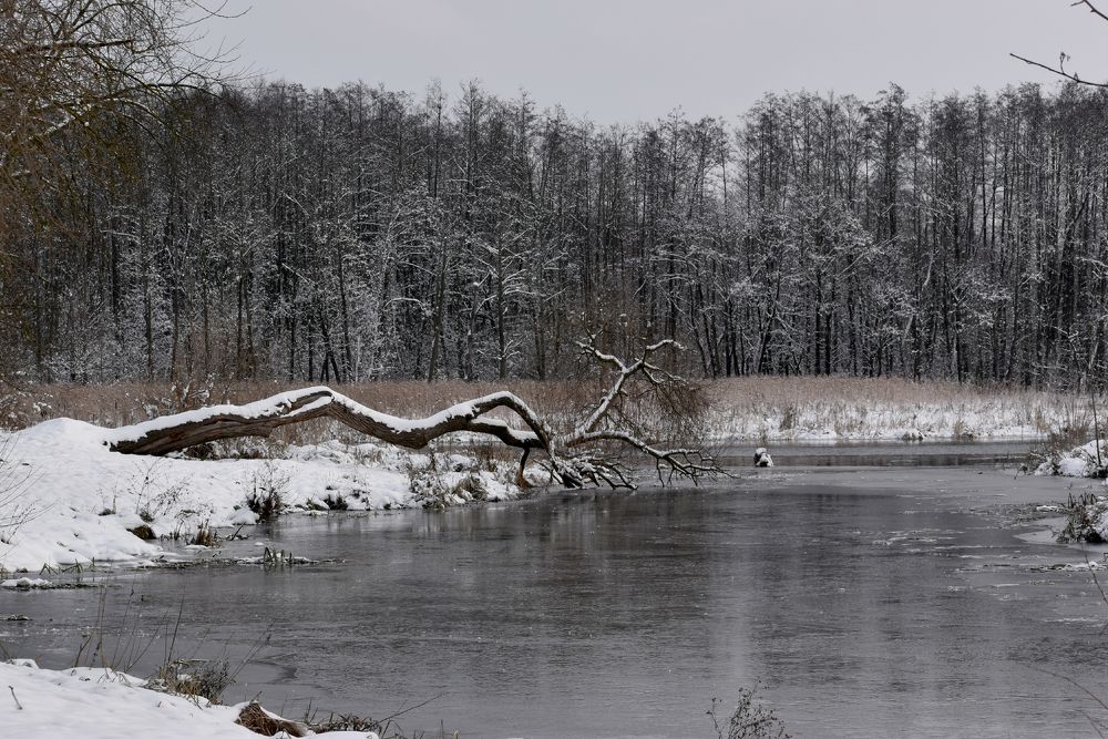 В зимнем парке