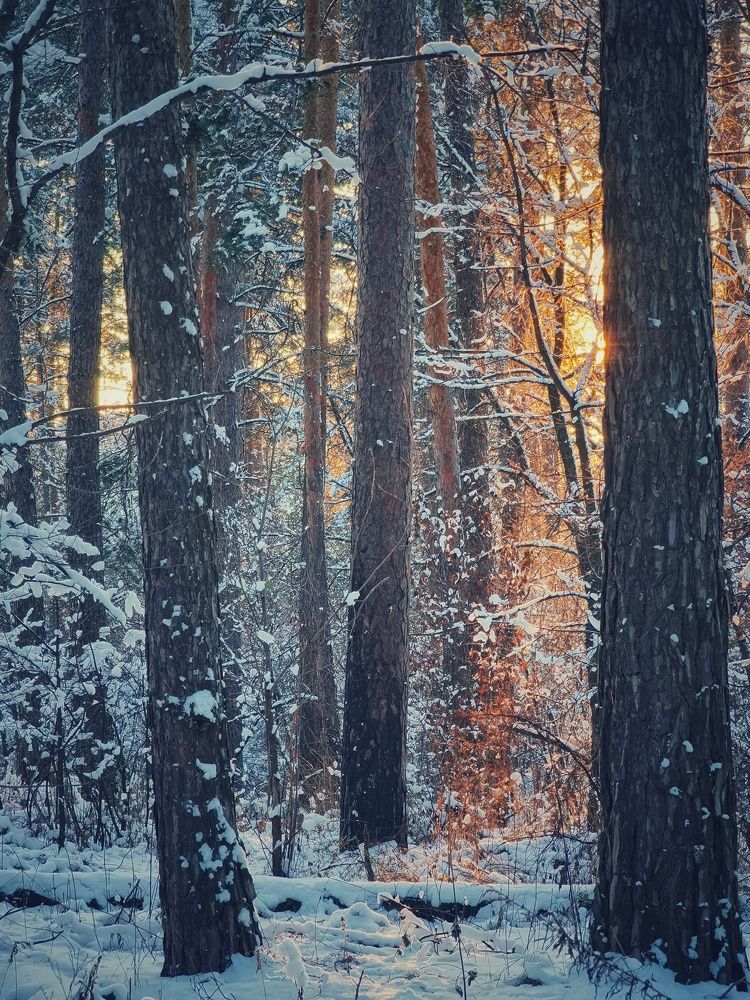 Заснеженный лес на закате