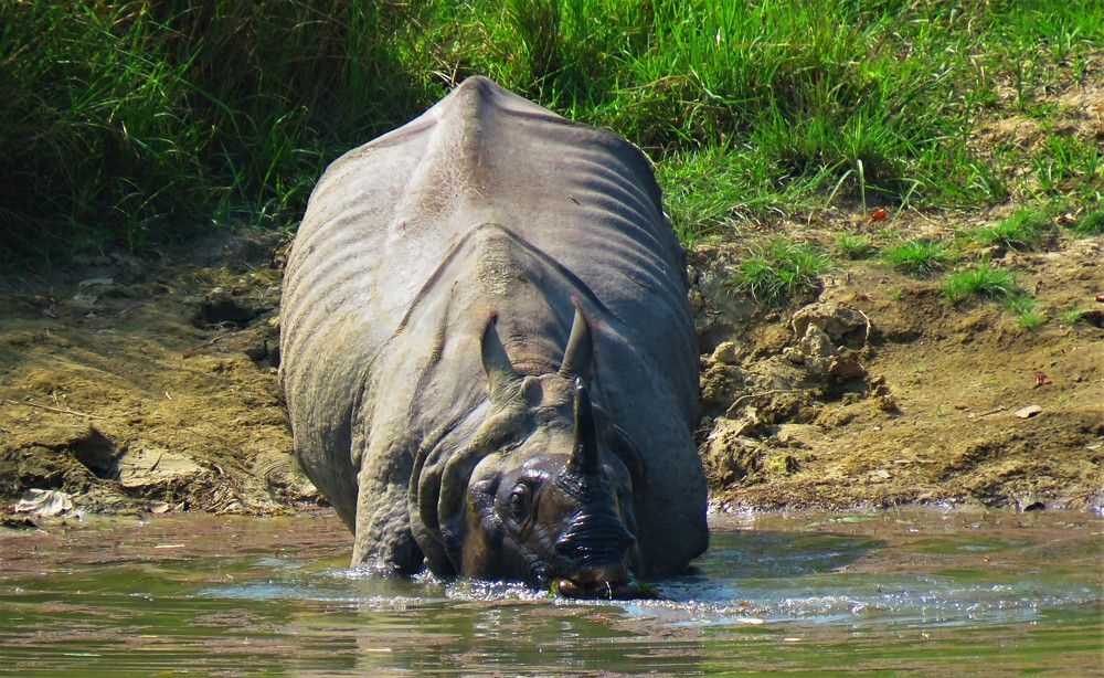 Humongous rhino goes for a swim