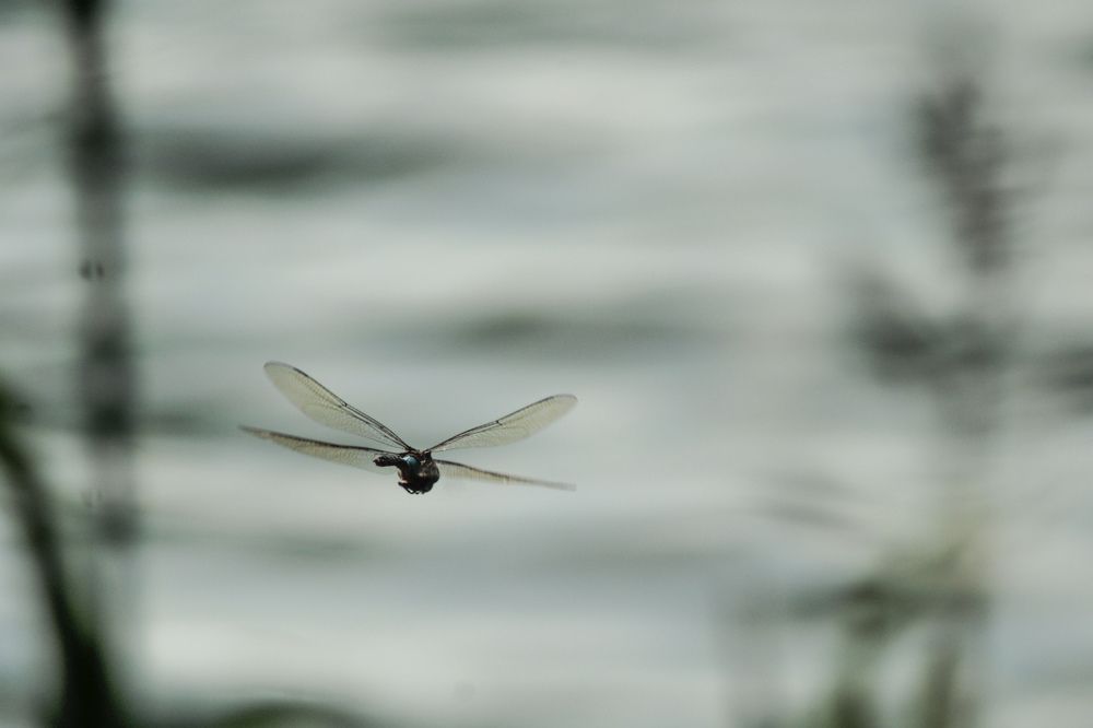 Photograph by hobbit